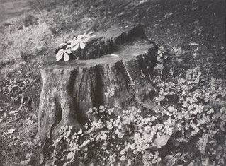 Tree Stump by Josef Sudek